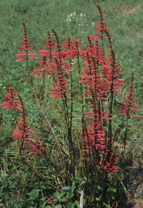Image of Erythrina herbacea|in situ Hempstead, TX|