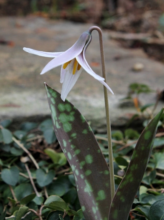 Image of Erythronium albidum||