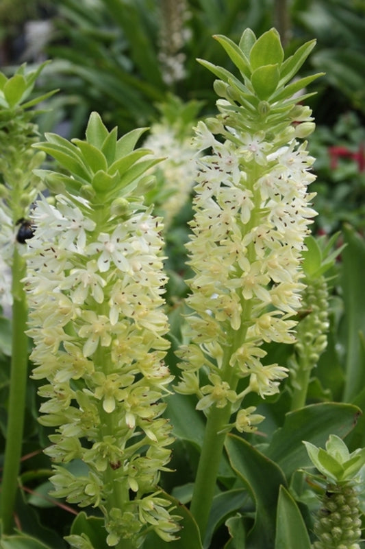 Image of Eucomis 'Kilimanjaro'|Juniper Level Botanic Gdn, NC|JLBG