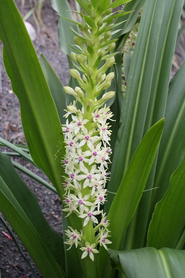 pineapple lily white Eucomis Meguru