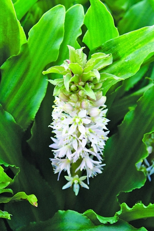 Image of Eucomis 'Mini Tuft Cherry Blossom'|Juniper Level Botanic Gdn, NC|JLBG