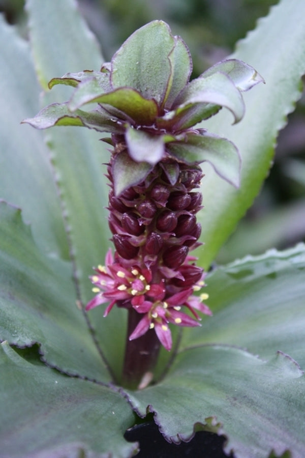 Image of Eucomis 'Mini Tuft Red'|Juniper Level Botanic Gdn, NC|JLBG