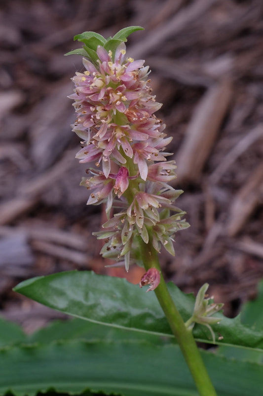 Image of Eucomis 'Tiny Piny Coral'||