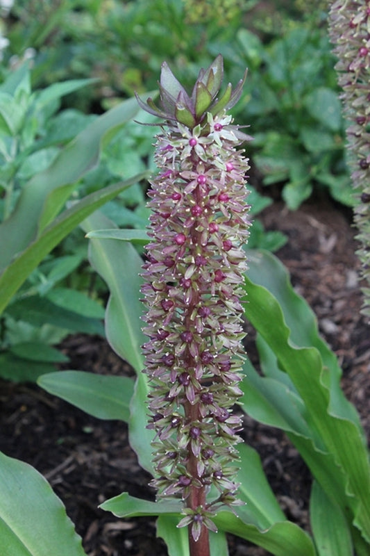 Image of Eucomis 'Tugela Jewel' PP 23,699||