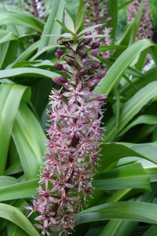 Image of Eucomis 'Twinkle Stars' PP 20,350|Juniper Level Botanic Gdn, NC|JLBG