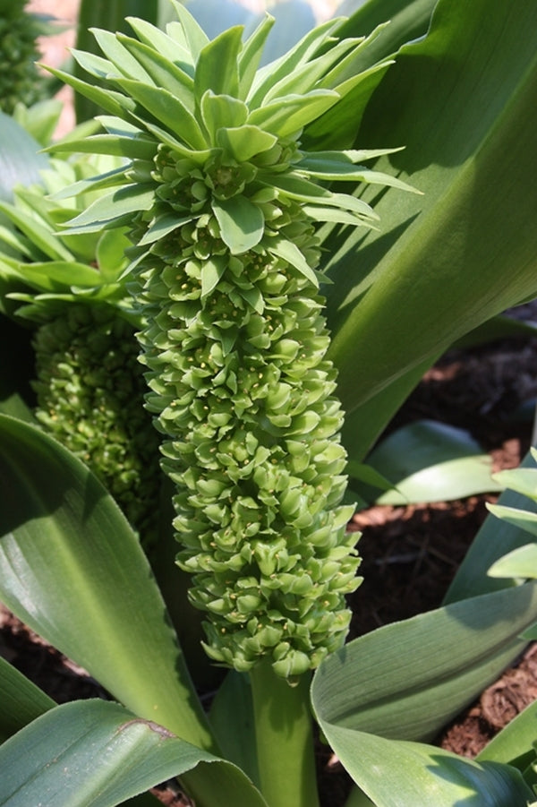 Image of Eucomis autumnalis 'Naude's Neck'|Juniper Level Botanic Gdn, NC|JLBG