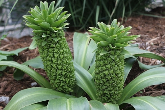 Image of Eucomis autumnalis 'Naude's Neck'|Juniper Level Botanic Gdn, NC|JLBG