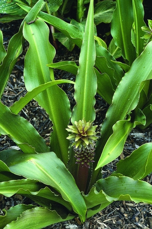 Image of Eucomis autumnalis ssp. clavata|Juniper Level Botanic Gdn, NC|JLBG