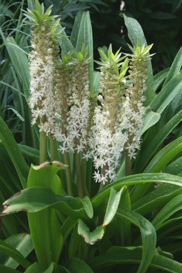 pineapple lily white Eucomis comosa Toffee