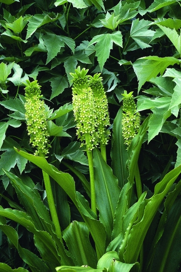 Image of Eucomis pallidiflora ssp. pole-evansii|Juniper Level Botanic Gdn, NC|JLBG