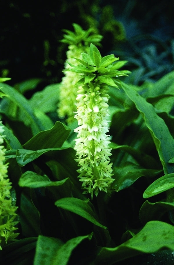 pineapple like flower plant Learn about Eucomis zambesiaca | Pineapple Lily