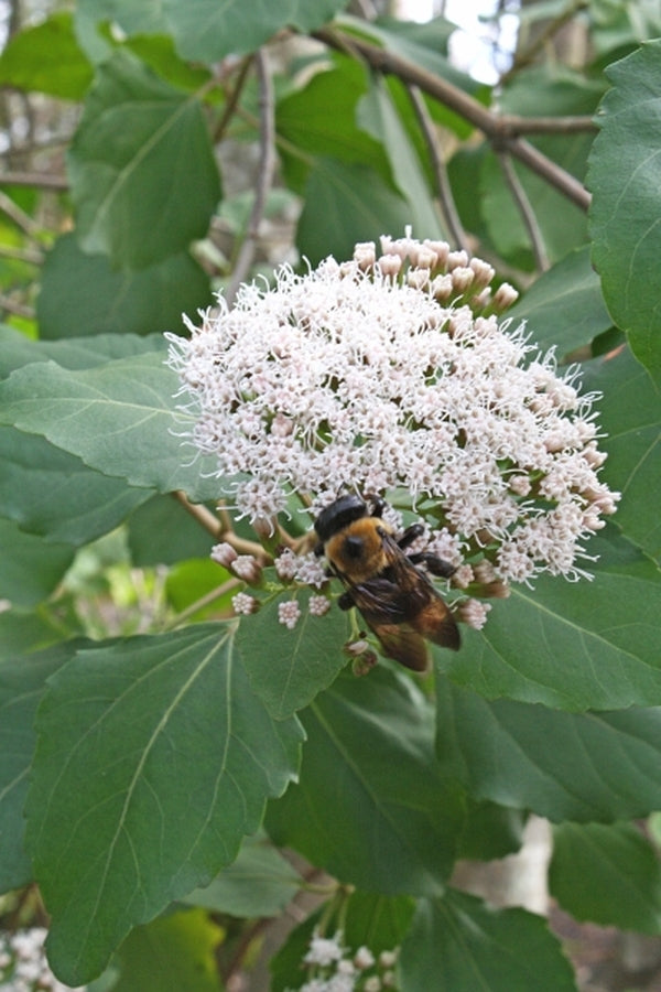 Image of Eupatorium hernandezii T84m-10taken at Juniper Level Botanic Gdn, NC by JLBG
