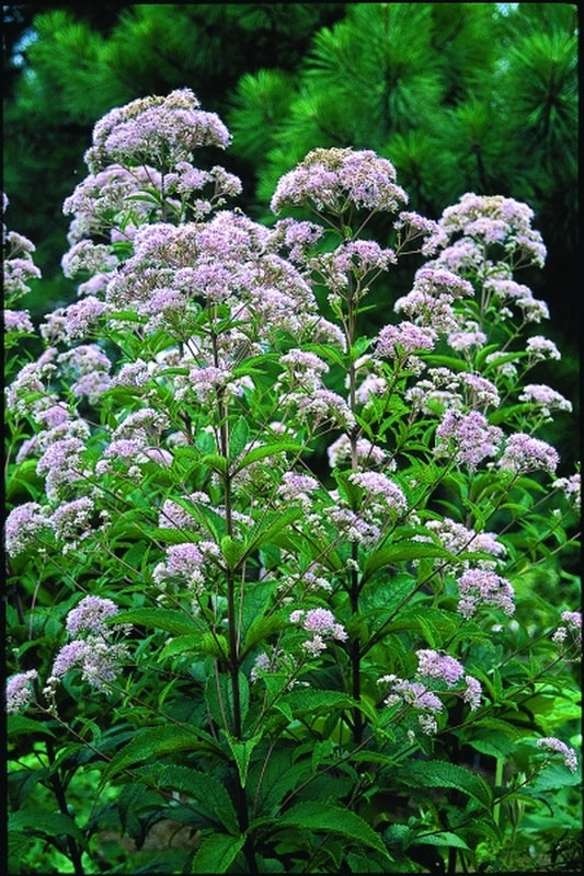 Image of Eupatorium maculatum 'Carin'|Juniper Level Botanic Gdn, NC|JLBG