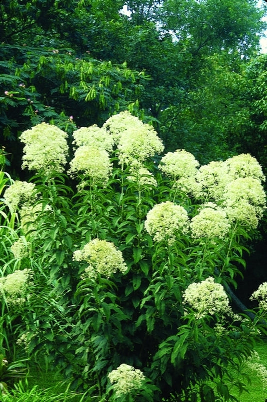 Image of Eupatorium purpureum 'Joe White'|Itsaul Plants, GA|