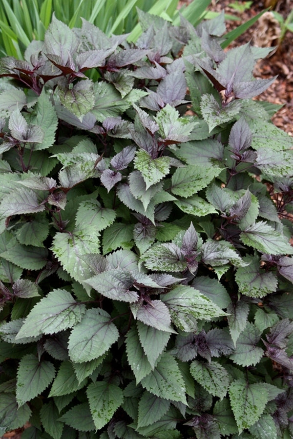 chocolate snake plant Eupatorium rugosum Chocolate