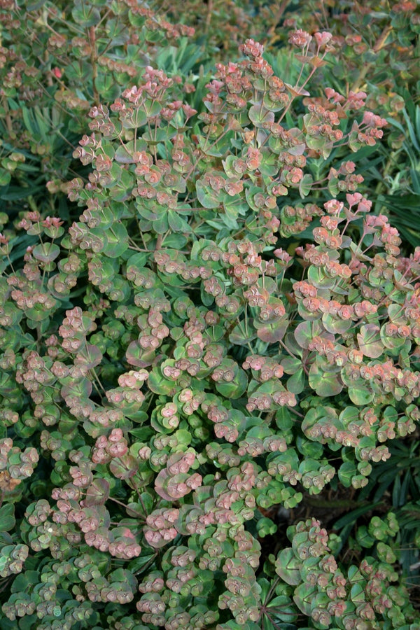 Image of Euphorbia 'Galaxy Glow' PP 28,761|Juniper Level Botanic Gdn, NC|JLBG