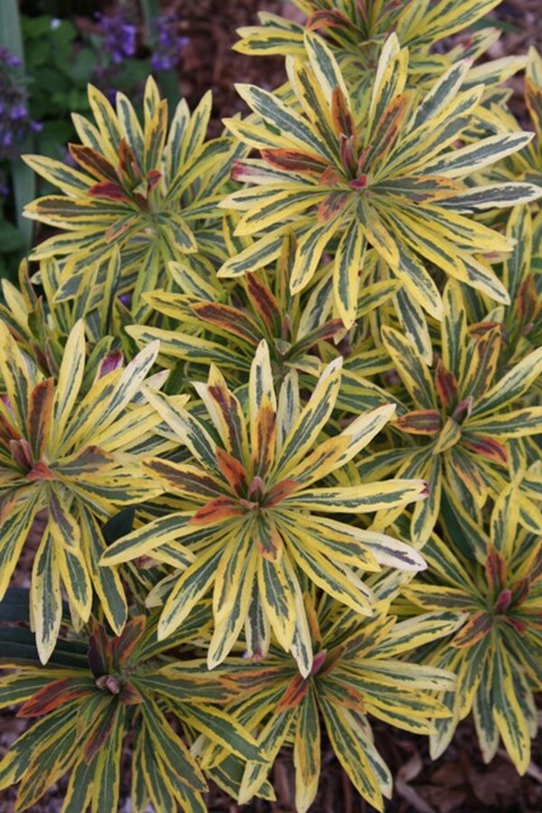 Image of Euphorbia x martinii 'Ascot Rainbow' PP 21,401