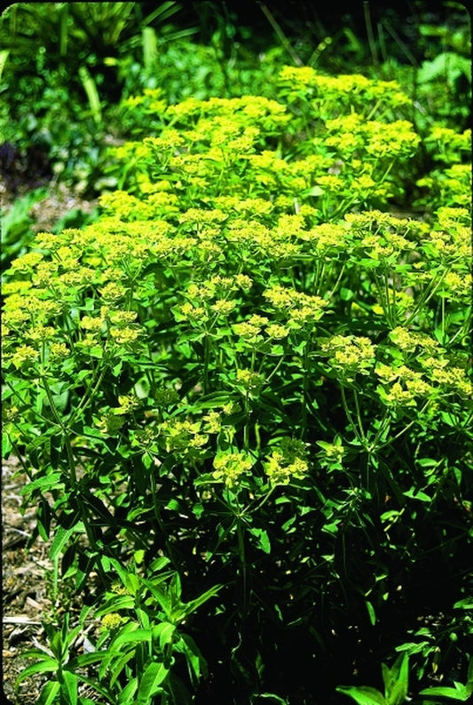 Image of Euphorbia palustris|Juniper Level Botanic Gdn, NC|JLBG