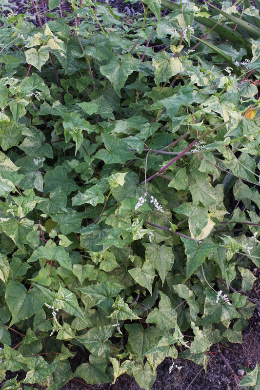Image of Fagopyrum dibotrys 'Flambeau'|Juniper Level Botanic Gdn, NC|JLBG