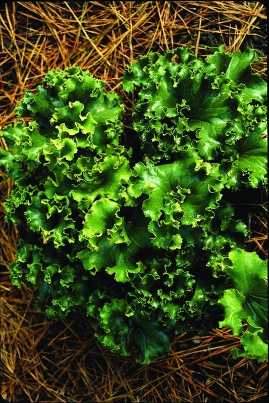Image of Farfugium japonicum 'Bad Hair Day'|Juniper Level Botanic Gdn, NC|JLBG