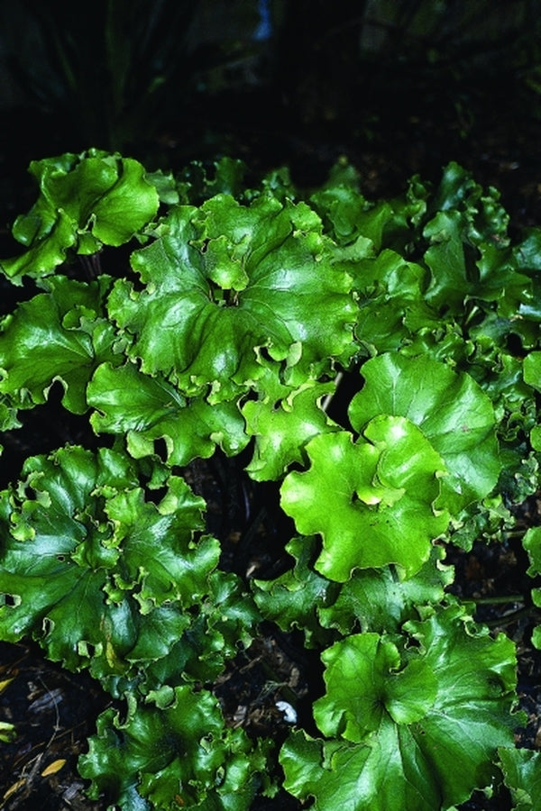 Image of Farfugium japonicum 'Crispatum'|Juniper Level Botanic Gdn, NC|JLBG