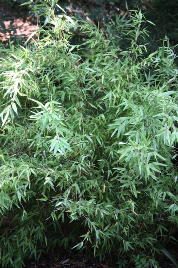 Image of Fargesia denudata|Juniper Level Botanic Gdn, NC|JLBG