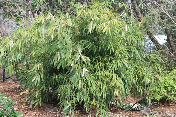 Learn about Fargesia scabrida | Scabrida Clumping Bamboo