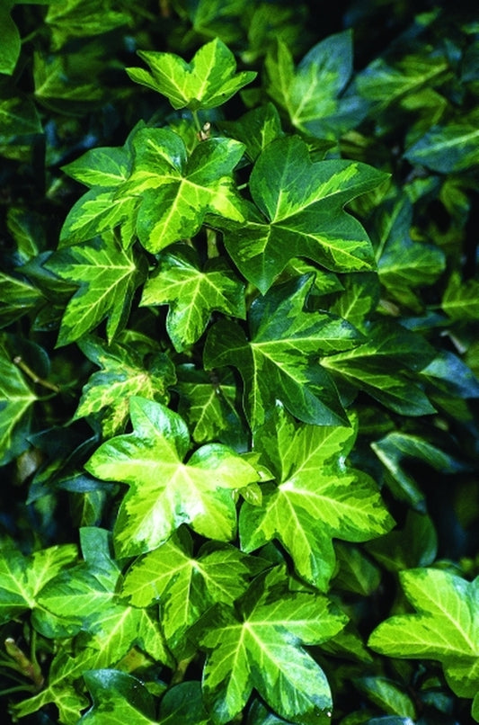 Image of Fatshedera lizei 'Annemieke'|Juniper Level Botanic Gdn, NC|JLBG