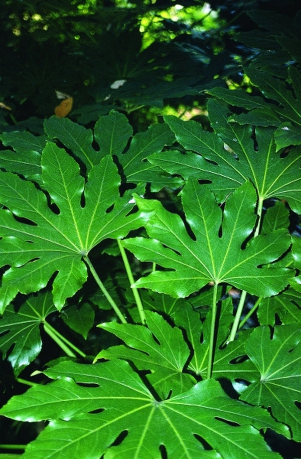 Image of Fatsia japonica|Juniper Level Botanic Gdn, NC|JLBG