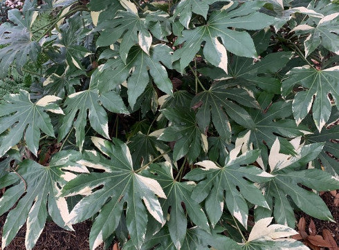 Zoom Recording: Evergreen Plants in the Garden