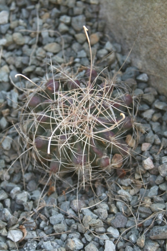 Image of Ferocactus hamatacanthus|Juniper Level Botanic Gdn, NC|JLBG