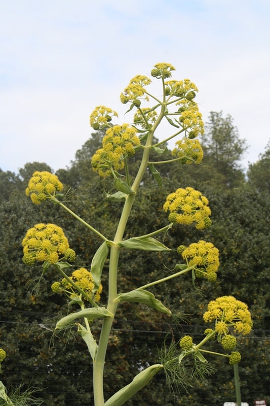 Image of Ferula communis 'Cretan Gold'|Juniper Level Botanic Gdn, NC|JLBG