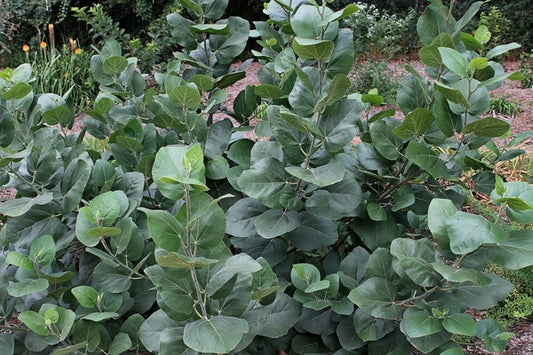 Image of Ficus palmata 'Icebox'taken at Juniper Level Botanic Gdn, NC by JLBG