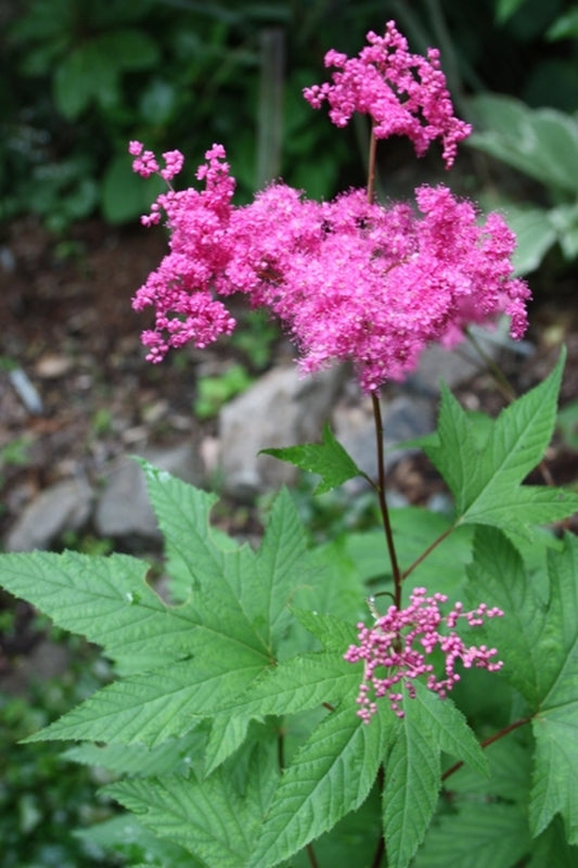 Image of Filipendula purpurea|Juniper Level Botanic Gdn, NC|JLBG