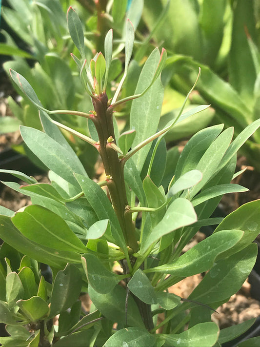 Image of Fouquieria splendens Sierra Co, NM|Juniper Level Botanic Gdn, NC|C. Hardison