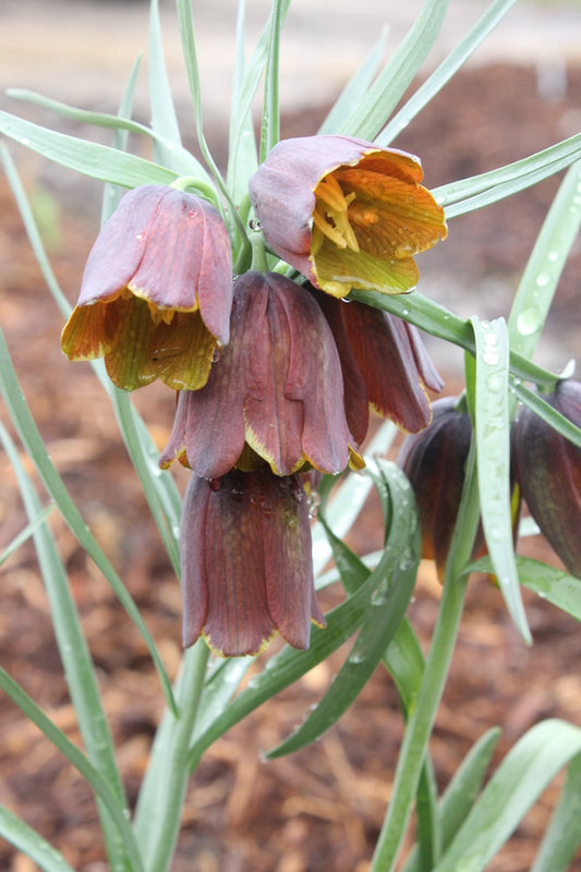 Image of Fritillaria messanensis ssp. gracilistaken at Juniper Level Botanic Gdn, NC by JLBG