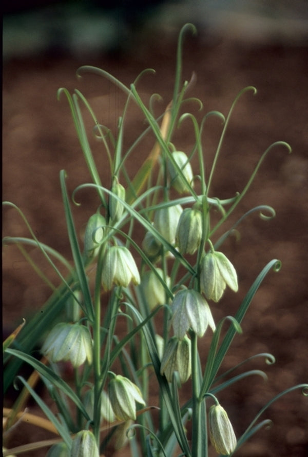 Image of Fritillaria thunbergii|Juniper Level Botanic Gdn, NC|JLBG