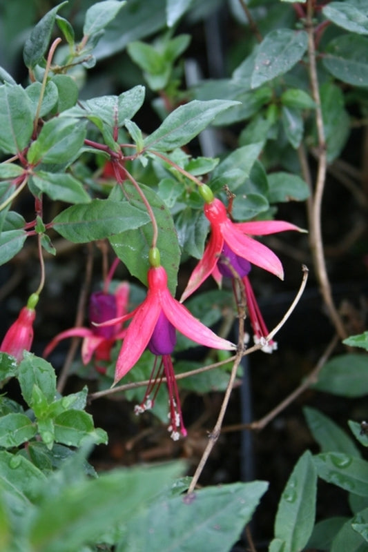 Image of Fuchsia 'Sanicomf'|Juniper Level Botanic Gdn, NC|JLBG