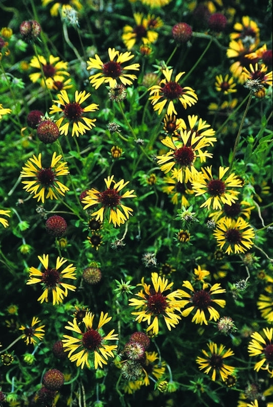 Image of Gaillardia aestivalis coll. #A3T-008|Juniper Level Botanic Gdn, NC|JLBG