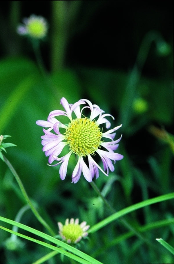 Image of Gaillardia aestivalis var. winkleri NOT OUTSIDE NC|Juniper Level Botanic Gdn, NC|JLBG