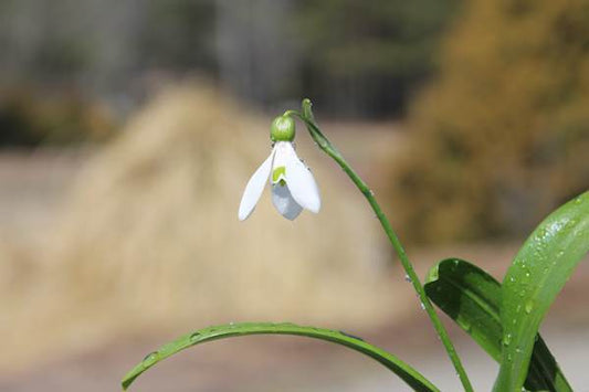 Image of Galanthus woronowii
