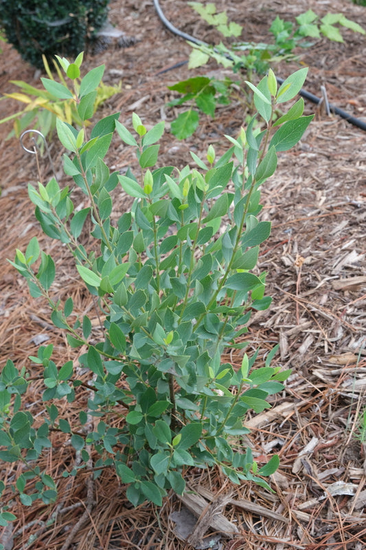 Image of Garrya wrightii 'Catron'|Juniper Level Botanic Gdn, NC|JLBG