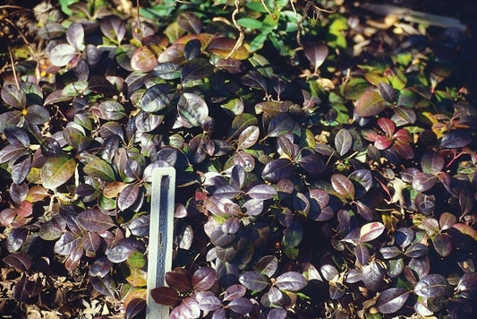 Image of Gaultheria procumbens 'Very Berry'|J.C. Raulston Arboretum, NC|