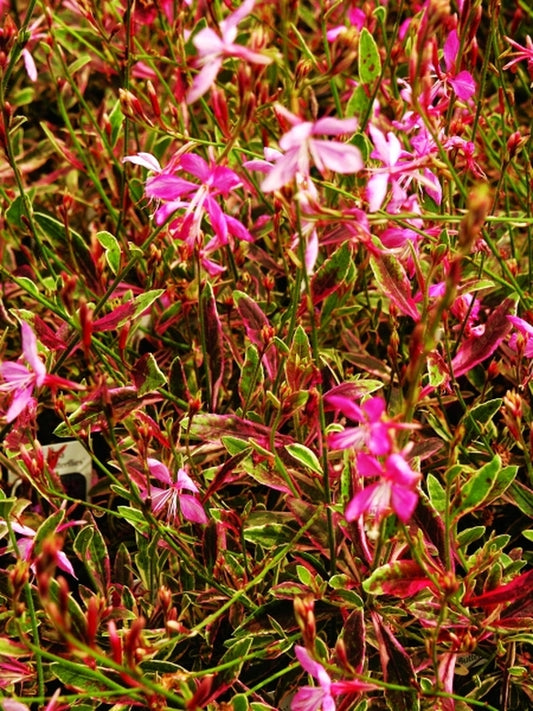 Image of Gaura lindheimeri 'Bijou Butterflies' PP 15,479|Juniper Level Botanic Gdn, NC|JLBG