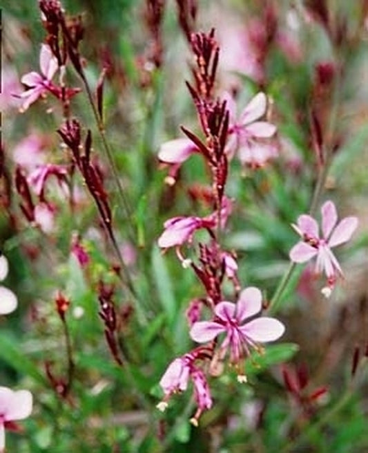 Image of Gaura lindheimeri 'Blushing Butterflies'|UGA Gdns, GA|