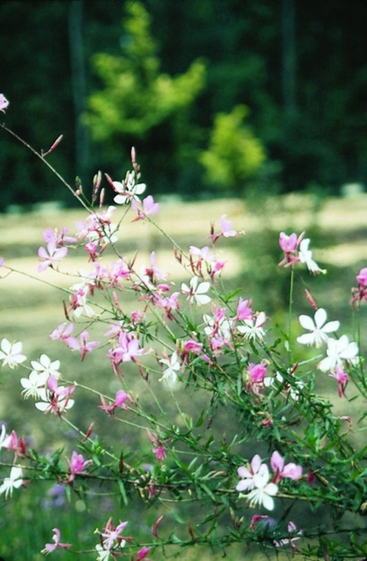 Image of Gaura lindheimeri 'Dauphin'|Juniper Level Botanic Gdn, NC|JLBG