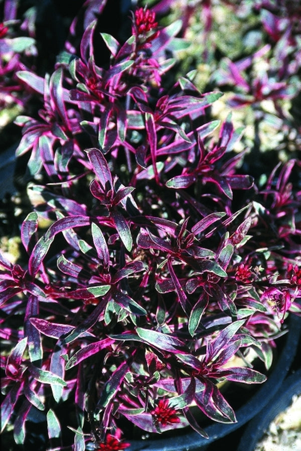 Image of Gaura lindheimeri 'Passionate Rainbow' PP 17,002|Native Sons, CA|