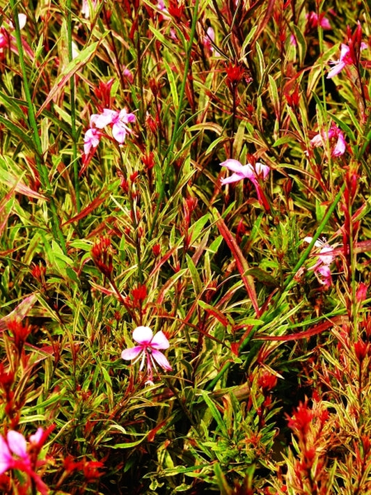 Image of Gaura lindheimeri 'Passionate Rainbow' PP 17,002|Juniper Level Botanic Gdn, NC|JLBG