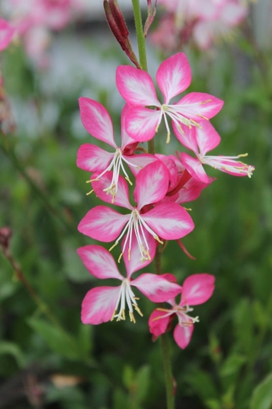 Image of Gaura lindheimeri 'Rosyjane' PP 22,290|Juniper Level Botanic Gdn, NC|JLBG