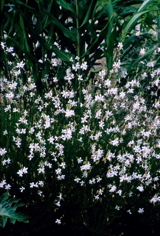 Image of Gaura lindheimeri 'Walsnofou' PPAF|Juniper Level Botanic Gdn, NC|JLBG